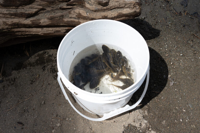 Ribit, working to eliminate invasive bullfrogs in Comox Valley 